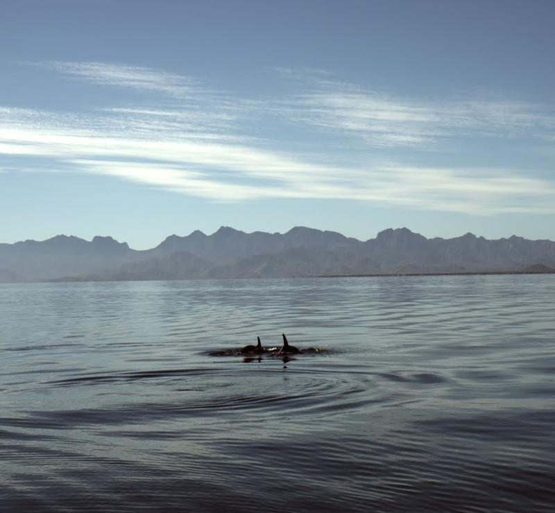 dolphins in Loreto Bay, Baja California Sur